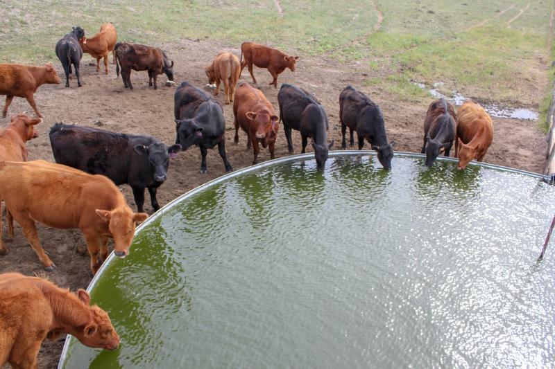 Engaging Agriculture: Roundtable discusses technology on the ranch